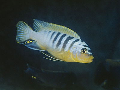 Maylandia sp. 'hajomaylandi pombo' Pombo Rocks